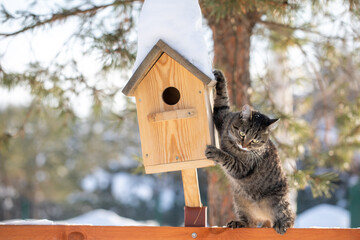The cat is waiting by the birdhouse. The kitten watches, waits and hunts for birds. Rustic outdoor setting with homemade rustic birdhouse