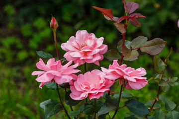 Beautiful pink roses in garden in bloom