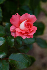Beautiful pink roses in garden in bloom