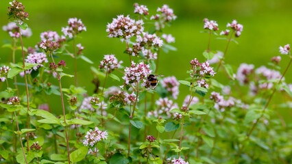 Oregano ( lat. Oríganum vulgare ) - kind of perennial herbaceous plants of the genus Origanum family Lamiaceae 