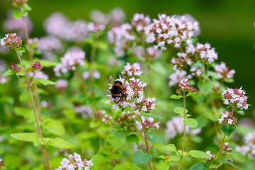 Oregano ( lat. Origanum vulgare ) - kind of perennial herbaceous plants of the genus Origanum family Lamiaceae. Bumblebee on flower of oregano.