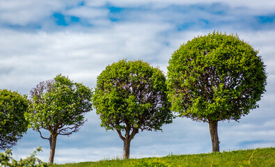 Fototapeta na wymiar Trimmed trees against the blue sky..