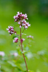 Oregano ( lat. Oríganum vulgáre ) - kind of perennial herbaceous plants of the genus Origanum family Lamiaceae