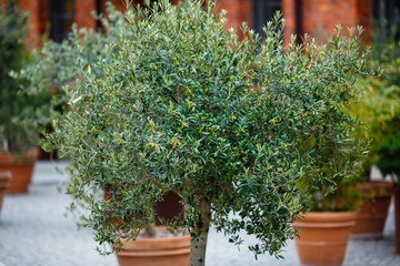 Growing large plants, trees in pots or containers for landscaping the urban landscape. Urban environment design. Cultivation of subtropical plants in cold climates