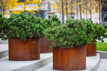 Growing large plants, trees in pots or containers for landscaping the urban landscape. Urban environment design. Cultivation of subtropical plants in cold climates