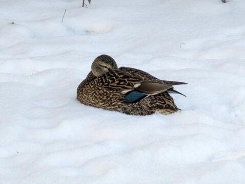 canard dans le froid