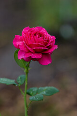 Blooming of beautiful roses in the garden. A rose flower in raindrops