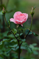 Blooming of beautiful roses in the garden. A rose flower in raindrops