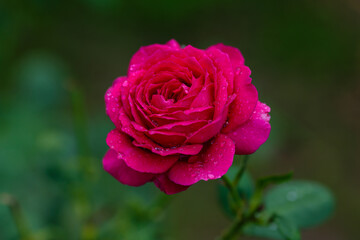 Blooming of beautiful roses in the garden. A rose flower in raindrops