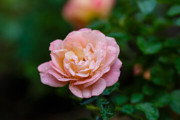 Blooming of beautiful roses in the garden. A rose flower in raindrops