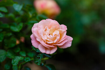 Blooming of beautiful roses in the garden. A rose flower in raindrops