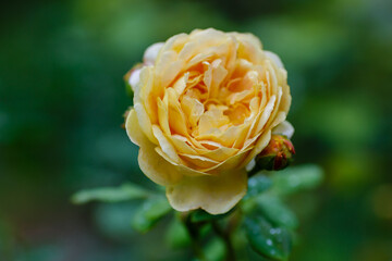 Blooming of beautiful roses in the garden. A rose flower in raindrops