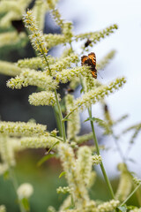 Black cohosh racemose or branchy cimicifuga ( Latin Actaea racemosa) is a perennial herb. A butterfly on the fragrant flowers of a medicinal plant.