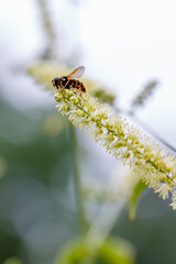 Black cohosh racemose or branchy cimicifuga ( Latin Actaea racemosa) is a perennial herb