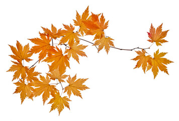 maple tree branch with orange leaves isolated on white