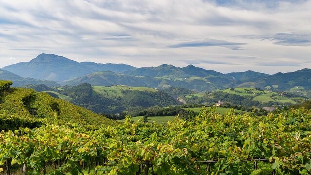 Weinberge und Berge im Baskenland (Getaria)