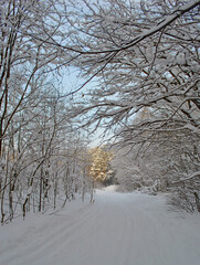 Winter road among the trees in the forest