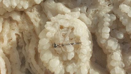 A dead dry dragonfly in the Dead sea. Salted mummy. dead dragonfly against the white surface of a...
