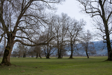 Autumn forest after rainy day nature landscape concept photo. Vivid morning in colorful forest. Scenery of greenery wilderness jungle with sunlight. Conceptual image