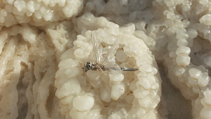 A dead dry dragonfly in the Dead sea. Salted mummy. dead dragonfly against the white surface of a...
