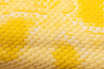 Yellow snake scale texture,Golden python scale texture,close up view of golden python (Python bivittatus) skin texture,Scales of a golden python ,Texture. The skin of a live yellow snake with