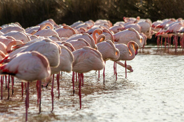 Obraz premium Flamingos in the natural park of Pont de Gau (Camargue, South of France) 