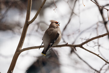 fat waxwing bird sitting on a branch