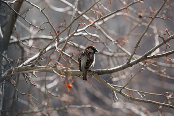sparrow bird sitting on a branch in spring