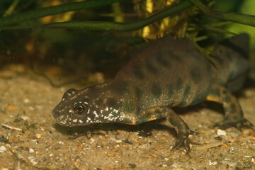 Closeup on an aquatic male Italian crested newt, Triturus carnifex, underwater in the breeding period