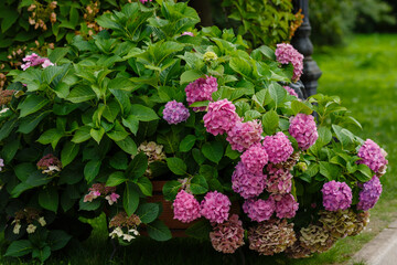 Hydrangea macrophilla bush close up in garden
