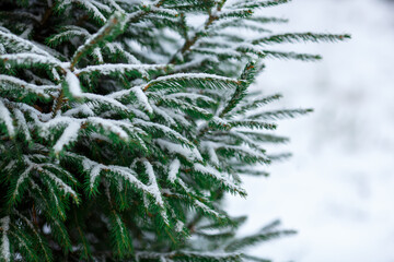 Branches of a coniferous tree (spruce or pine) in the snow. Christmas background or winter banner
