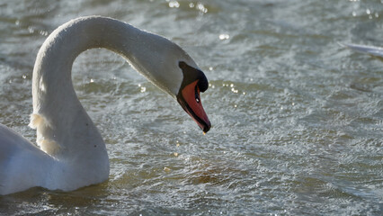 White swan swims on the lake