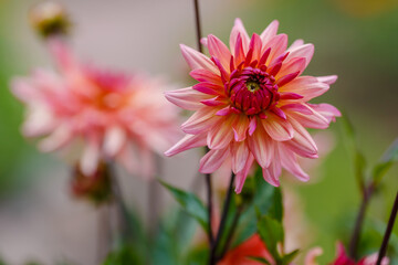 Beautiful pale pink dahila in bloom in garden