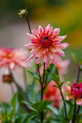 Obraz premium Pale pink dahila in bloon in garden