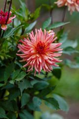 Beautiful pale pink dahila in bloom in garden