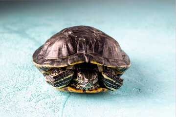 red-eared turtle on a blue surface