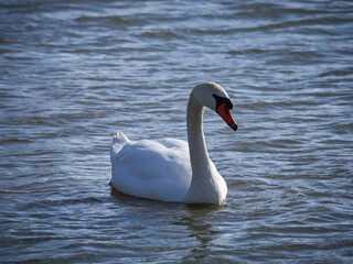 White swan swims on the lake