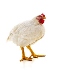 Big white chicken.