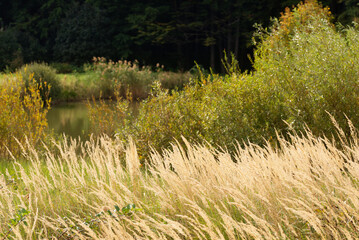 Vegetation near a small forest wild lake