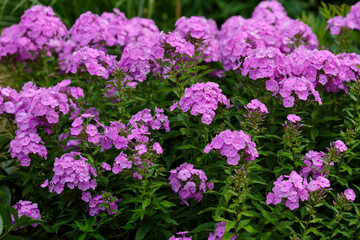 Obraz premium Phlox paniculata ( lat. Phlox paniculata ) - a perennial herbaceous plant in garden