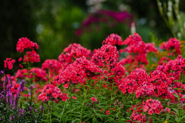 Phlox paniculata ( lat. Phlox paniculata ) - a perennial herbaceous plant in garden