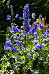 Obraz premium Blue flowers of Delphinium or larkspur in garden