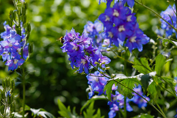 Blue flowers of Delphinium or larkspur in garden