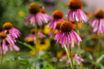 Obraz premium Medicinal plant echinacea. Bee on flower of Echinacea