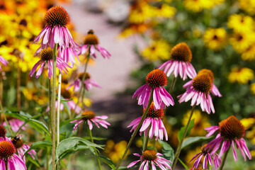 Medicinal plant echinacea. Bee on flower of Echinacea