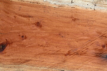 Wood texture of Samanea saman tree
