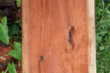 Wood texture of Samanea saman tree