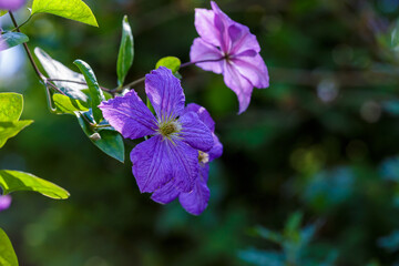 Flowers perennial vines of clematis in the garden. Growing clematis. Blooming clematis.