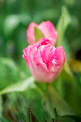 Obraz na płótnie Canvas Opened pink tulip . Macro flower. natural flower background