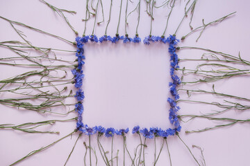 Square frame made of blue cornflowers on pastel pink background. Copy space mockup template. Flat...